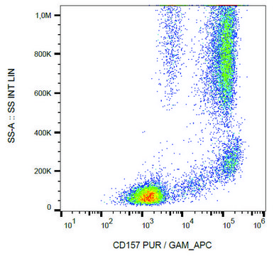 Monoclonal Anti-CD157 antibody produced in