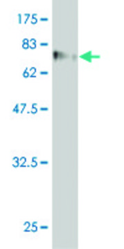 Monoclonal Anti-WDR20 antibody produced in