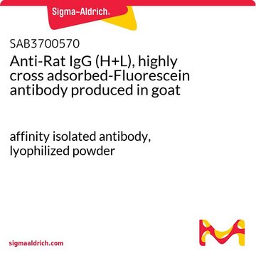 Anti-Rat IgG (H+L), highly cross