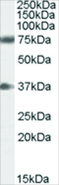 Anti-Neuregulin 3 antibody produced in