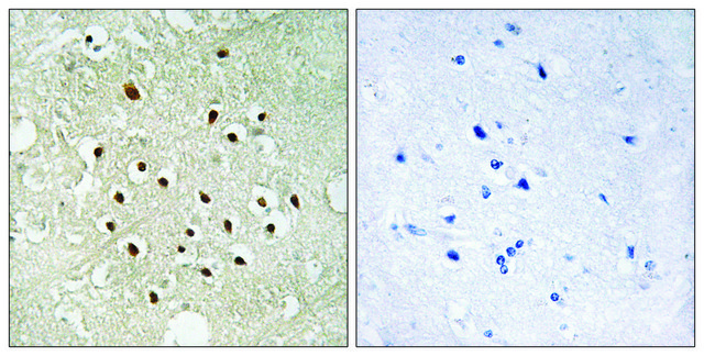 Anti-RPS19BP1 antibody produced in rabbit