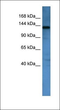 Anti-AFF1 antibody produced in rabbit