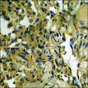 Anti-phospho-14-3-3 ?/? (pThr²³²) antibody produced