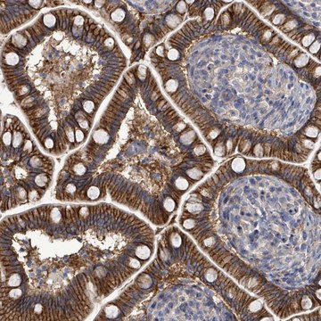 Anti-KRAS antibody produced in rabbit