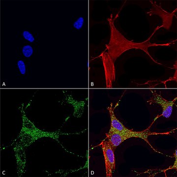 Monoclonal Anti-Mglur1/5 antibody produced in