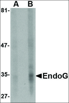 Monoclonal Anti-EndoG antibody produced in