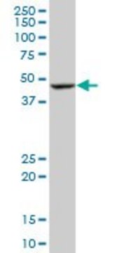 Monoclonal Anti-BLMH antibody produced in