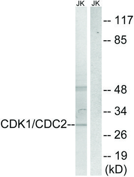 Anti-CDK1 antibody produced in rabbit