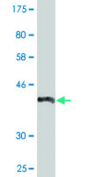 Monoclonal Anti-ZAN antibody produced in