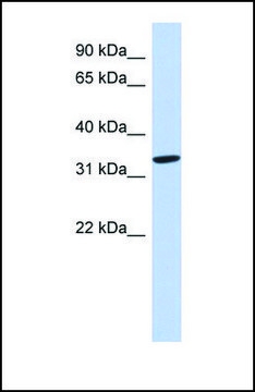 Anti-AZGP1, (N-terminal) antibody produced in