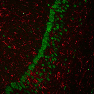 Anti-Mouse IgG (H+L), F(ab?)2 fragment,