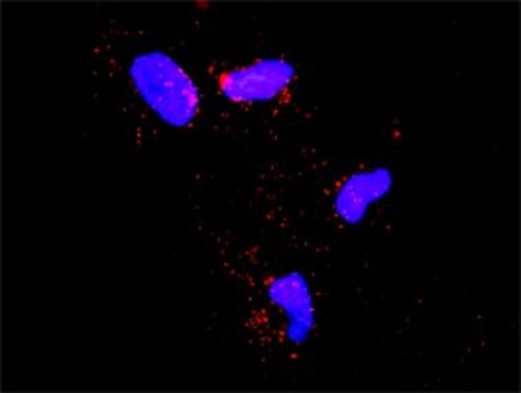 Anti-SMURF1 antibody produced in rabbit
