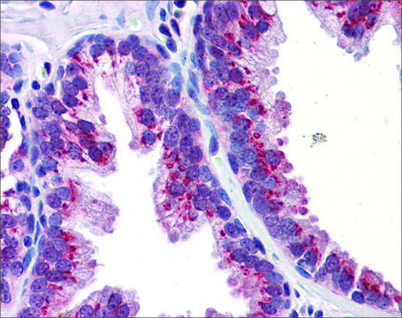 Anti-KLF4 antibody produced in rabbit