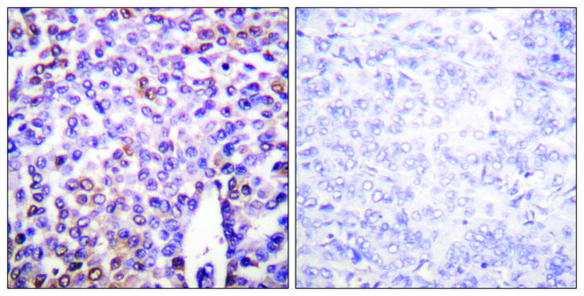 Anti-Histone H4 antibody produced in