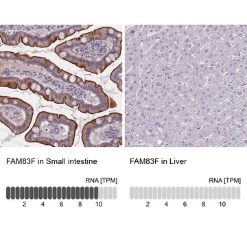 Anti-FAM83F antibody produced in rabbit