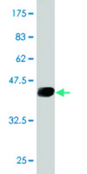 Monoclonal Anti-UBE2D3 antibody produced in