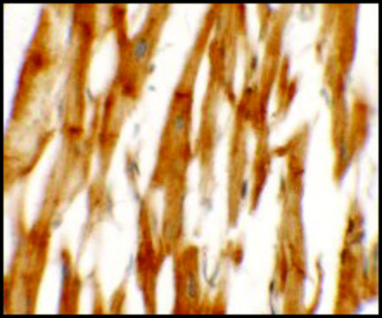 Anti-NCLN antibody produced in rabbit