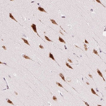 Anti-RPL41 antibody produced in rabbit