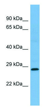Anti-MED19 antibody produced in rabbit