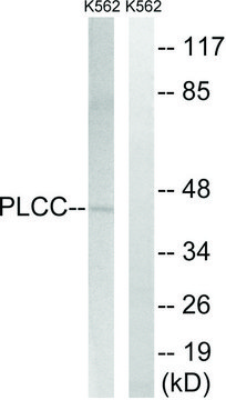 Anti-AGPAT3 antibody produced in rabbit