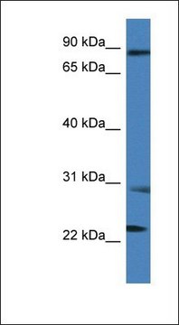 Anti-MIA2 antibody produced in rabbit