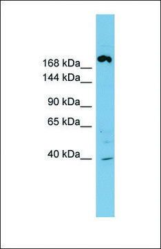 Anti-ABCC11 antibody produced in rabbit