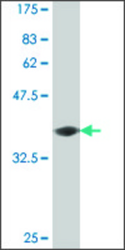 Monoclonal Anti-PCDH11Y antibody produced in