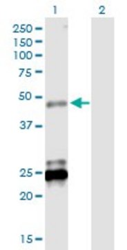 Anti-BTNL3 antibody produced in mouse