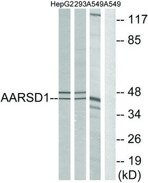 Anti-AARSD1 antibody produced in rabbit