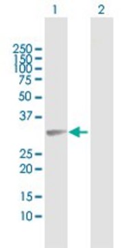Anti-FAM64A antibody produced in rabbit