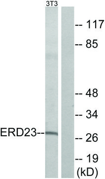 Anti-ERD23 antibody produced in rabbit