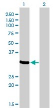 Monoclonal Anti-ZNF215 antibody produced in