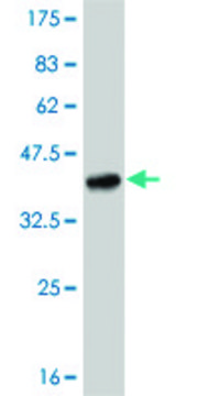 Monoclonal Anti-TLR8 antibody produced in