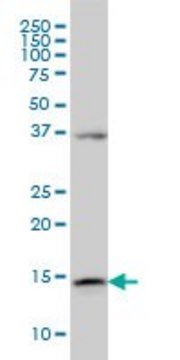 Monoclonal Anti-ENSA antibody produced in