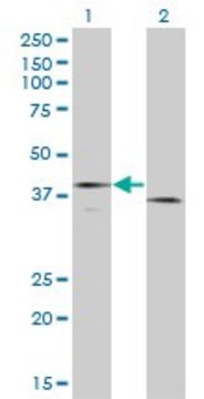 Monoclonal Anti-F3 antibody produced in
