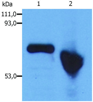 Monoclonal Anti-alphaFetoprotein antibody produced in
