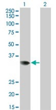 Monoclonal Anti-PRPS2 antibody produced in