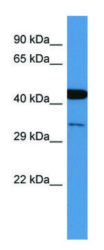 Anti-COPS3 (C-terminal) antibody produced in