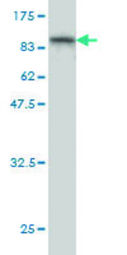 Monoclonal Anti-PPEF1 antibody produced in