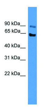 Anti-MCOLN3 antibody produced in rabbit