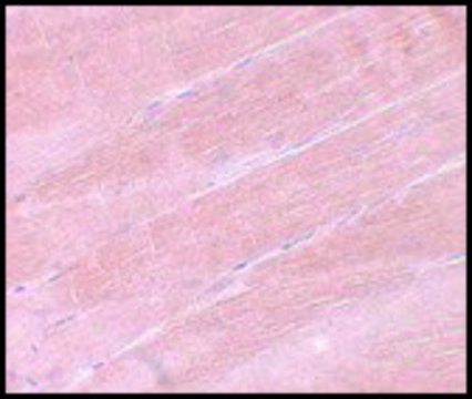 Anti-MYBPC2 antibody produced in rabbit