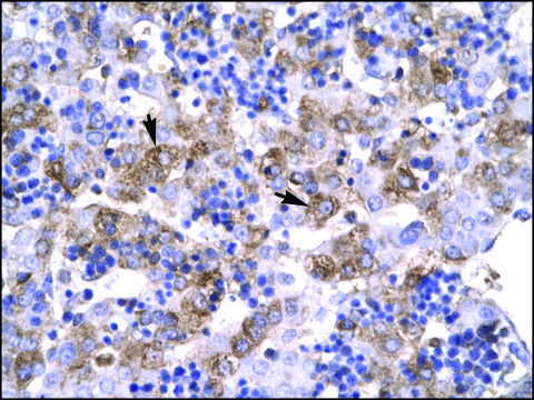 Anti-POU1F1 antibody produced in rabbit