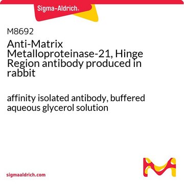 Anti-Matrix Metalloproteinase-21, Hinge Region antibody