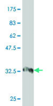 Monoclonal Anti-PRDM4 antibody produced in