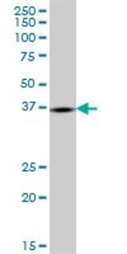 Anti-GPD1L antibody produced in mouse