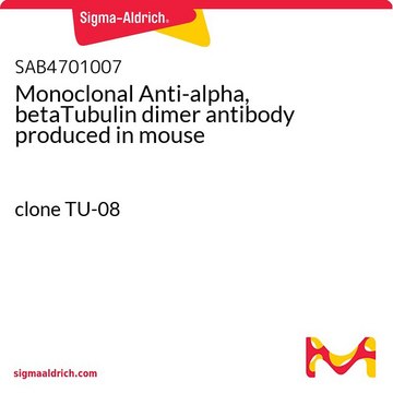 Monoclonal Anti-alpha, betaTubulin dimer antibody