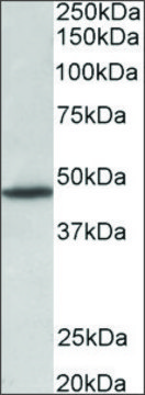 Anti-GPR83 antibody produced in goat