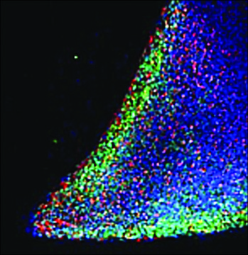 Anti-NANOG antibody produced in goat