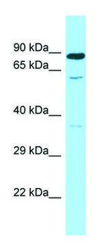 Anti-SMOX (C-terminal) antibody produced in