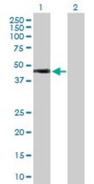 Anti-HOXA1 antibody produced in rabbit
